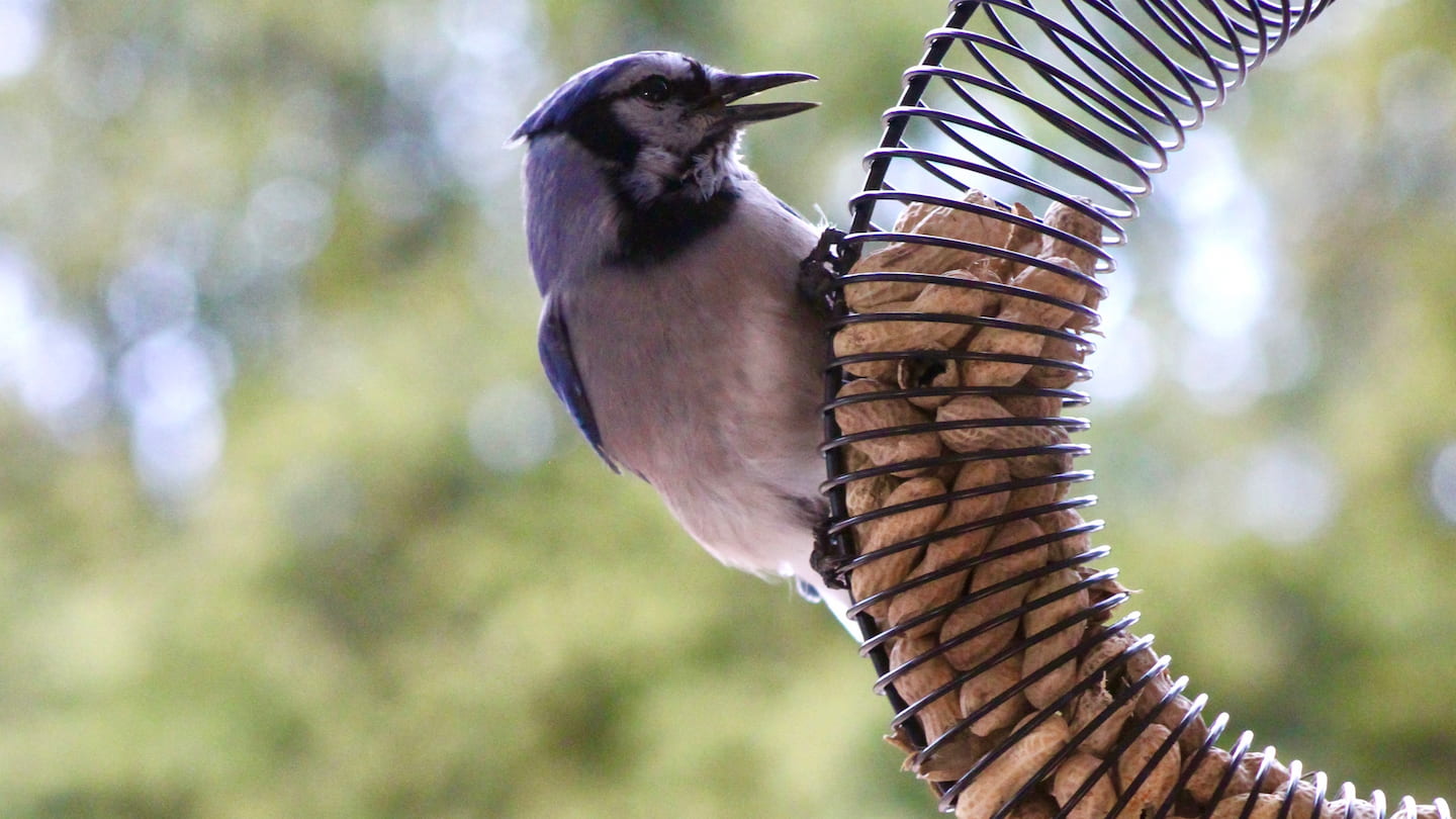 Blue Jay feeding on peanuts at Armstrong peanut feeder