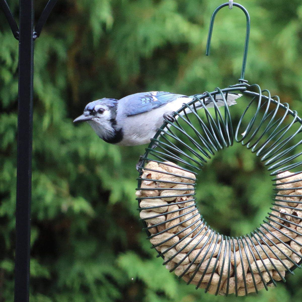 A blue jay perched on a green wire ring peanut bird feeder filled with peanuts, set against a soft-focus green garden background.