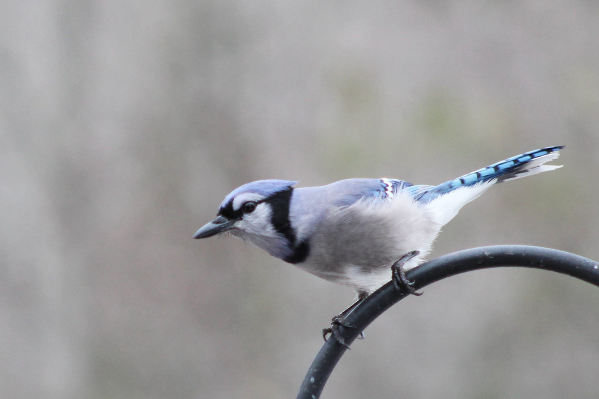 A blue jay perched on a curved black metal structure against a softly blurred gray outdoor background.