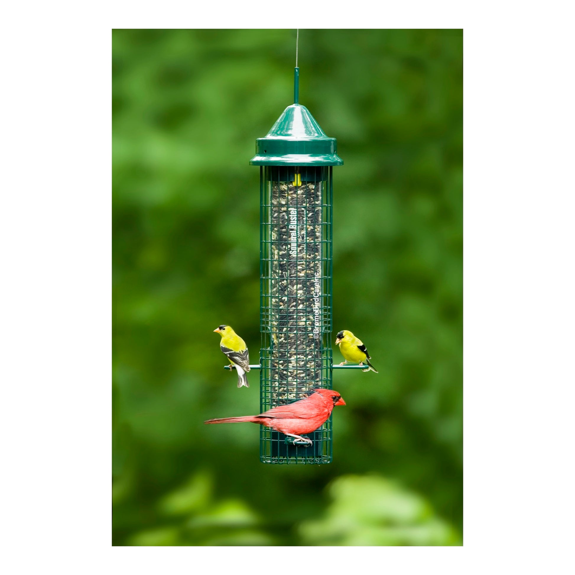 squirrel buster classic bird feeder outdoors during summer
