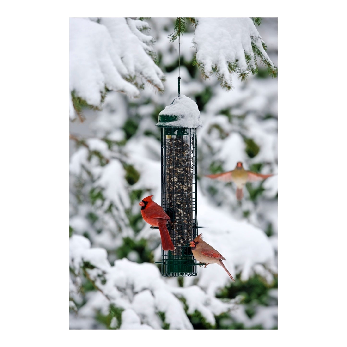 squirrel buster classic bird feeder outdoors during winter