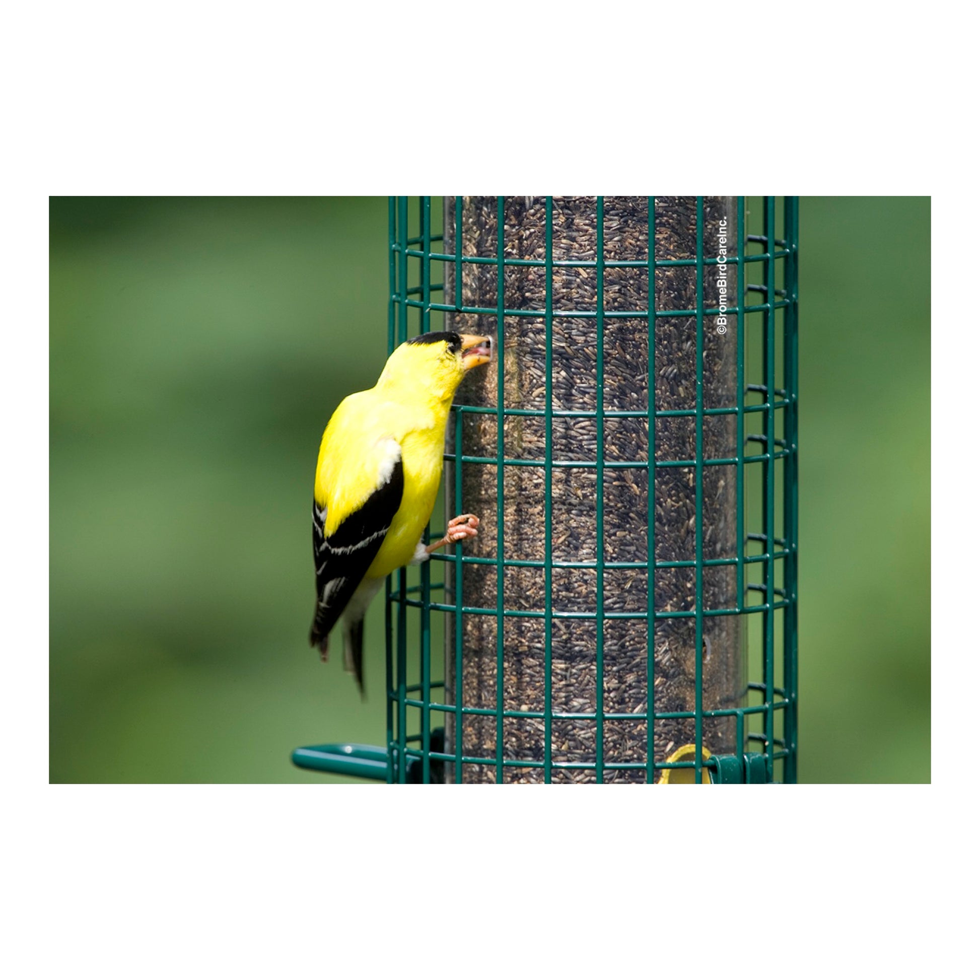 american goldfinch feeding from a green wire bird feeder outdoors
