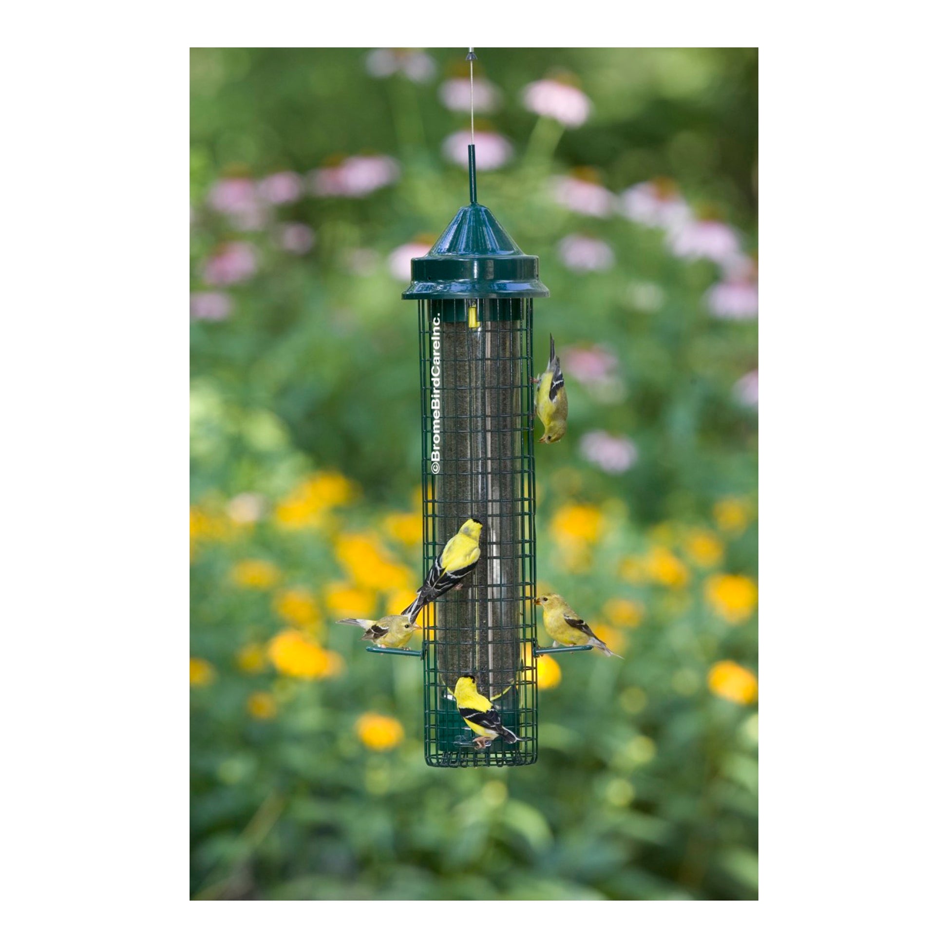 american goldfinches feeding from a green squirrel buster bird feeder outdoors
