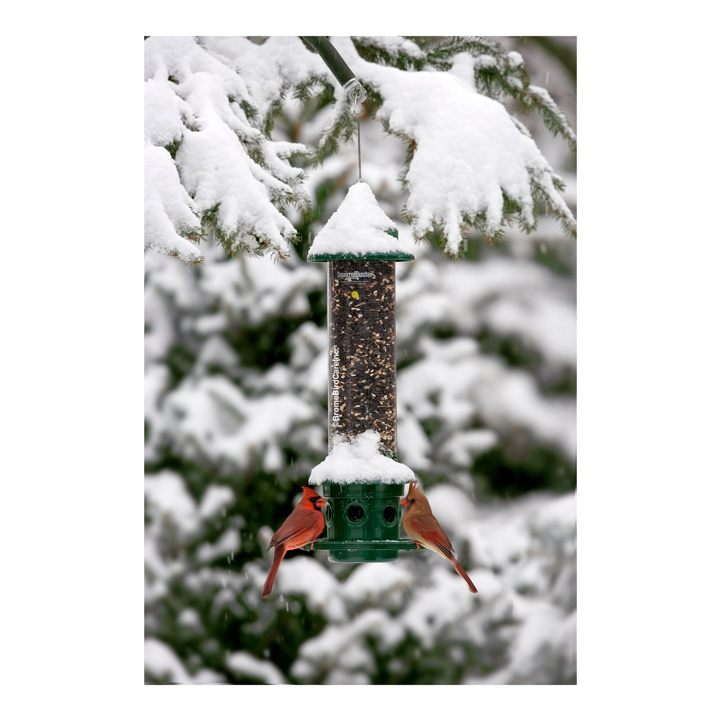 squirrel buster plus bird feeder hanging from branch outdoors
