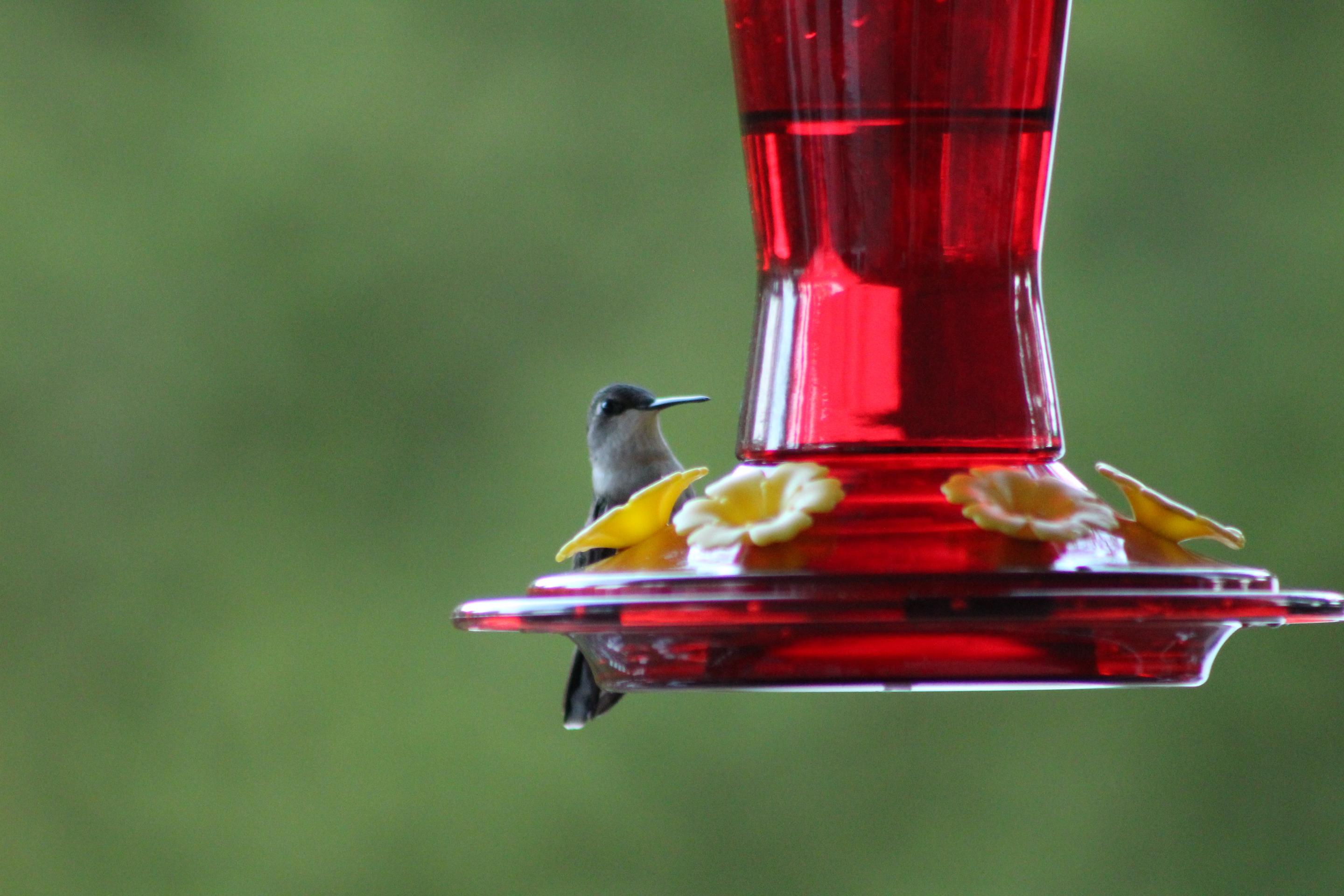 Hummingbird perched on a red hummingbird feeder